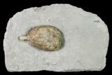 Cystoid (Holocystites) Fossil - Indiana #136972-1